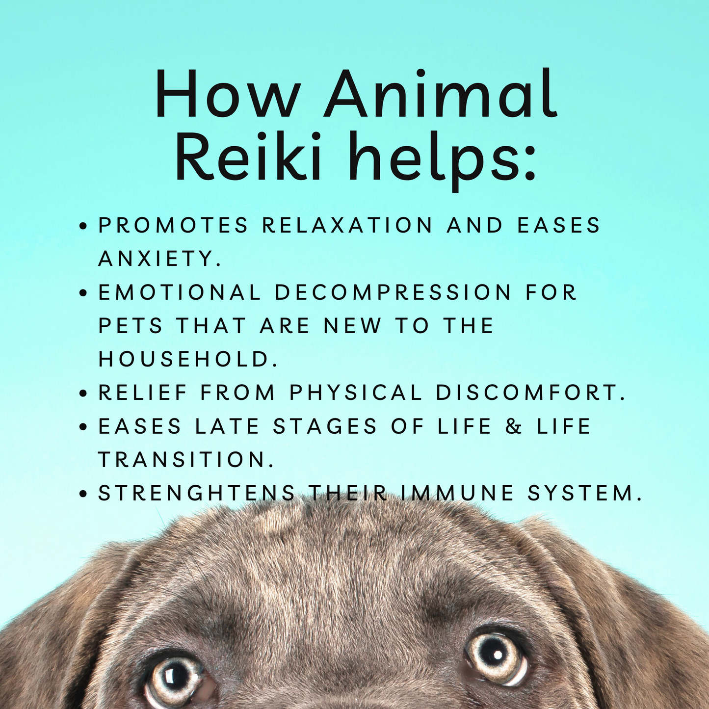 Distance Animal Reiki Healing, 30 min