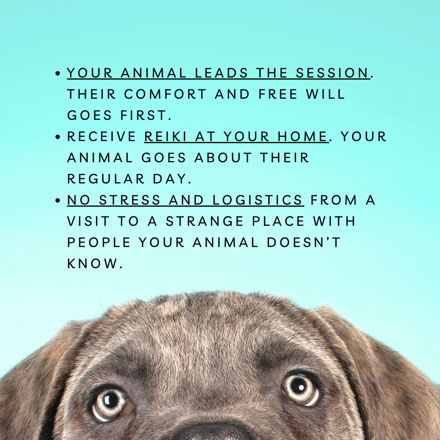 Distance Animal Reiki Healing, 30 min