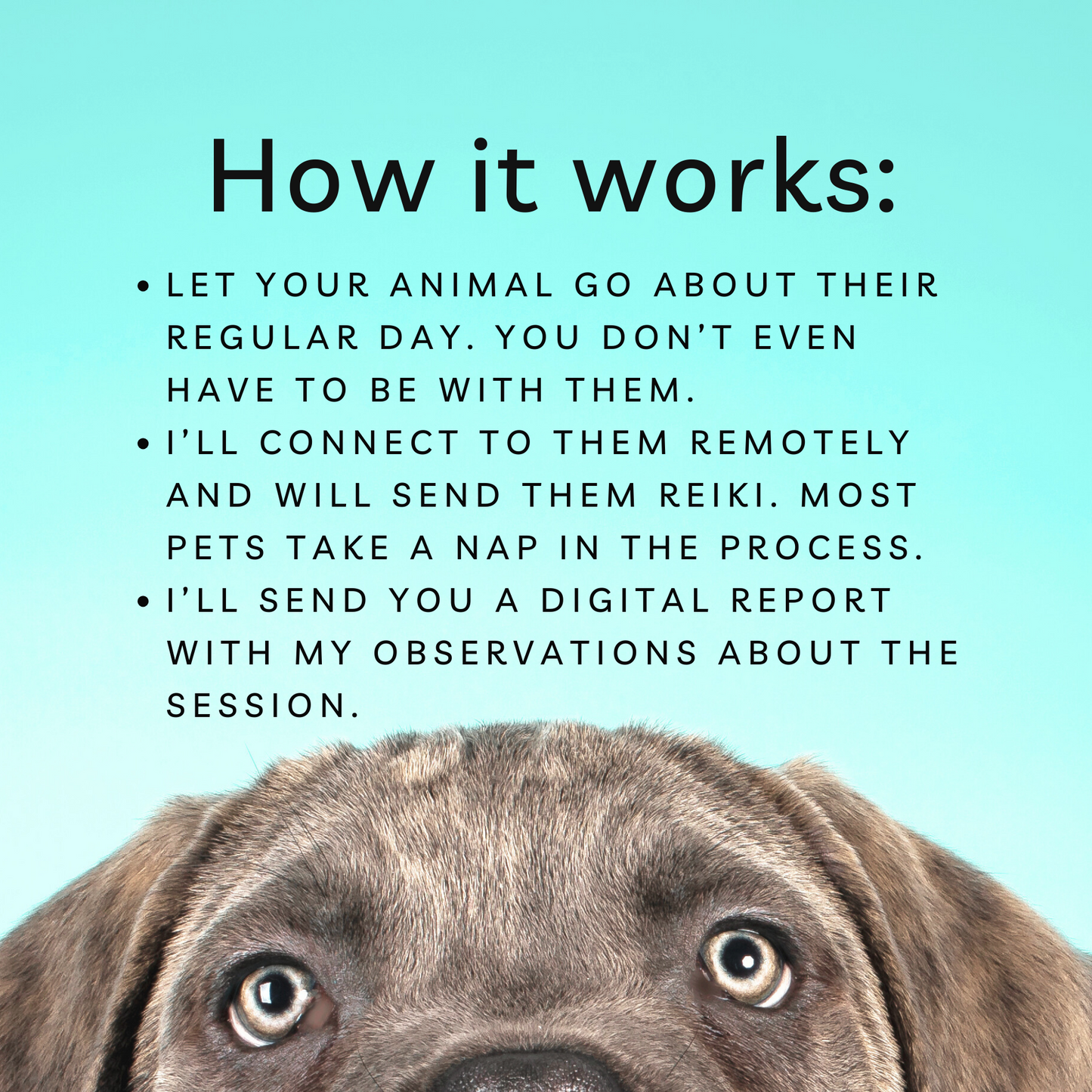 Distance Animal Reiki Healing, 30 min