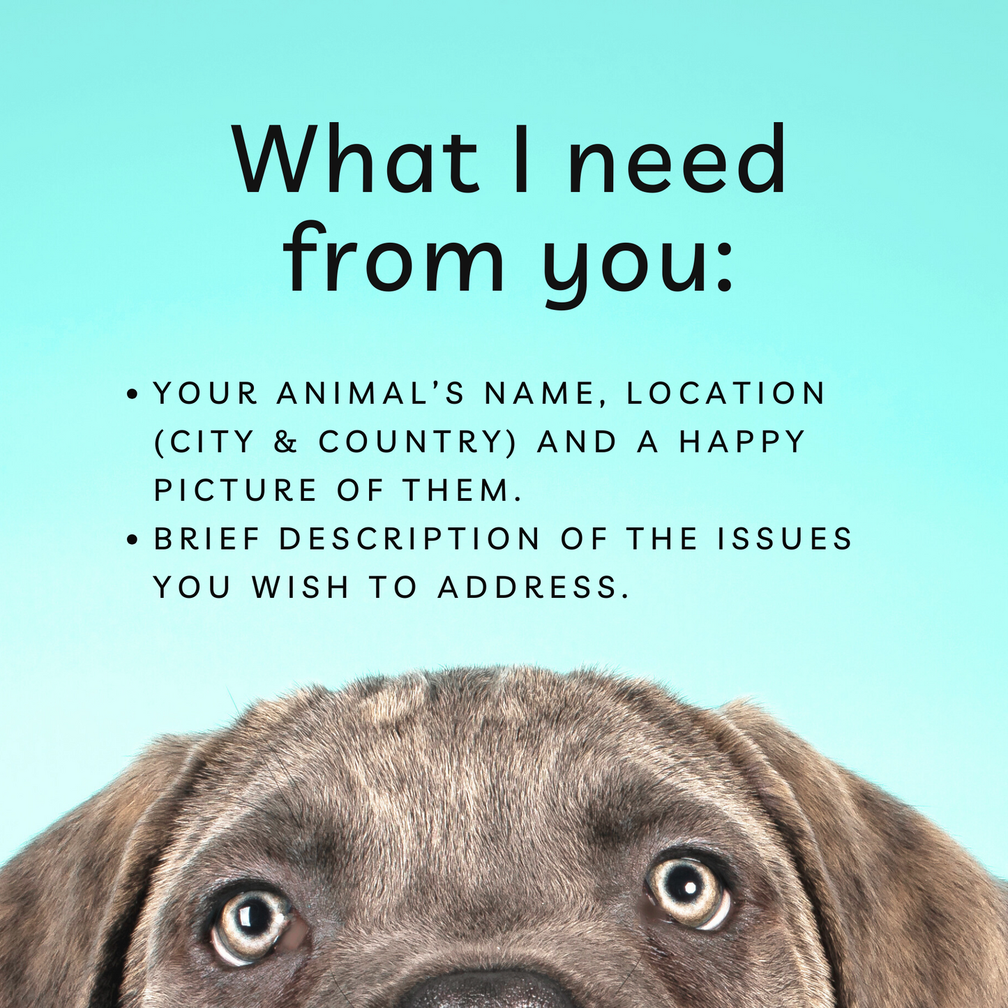 Distance Animal Reiki Healing, 45 min