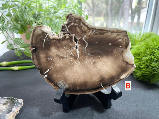 Petrified Wood Slab | Fossil Collector Item | Fossilized Wood Slab