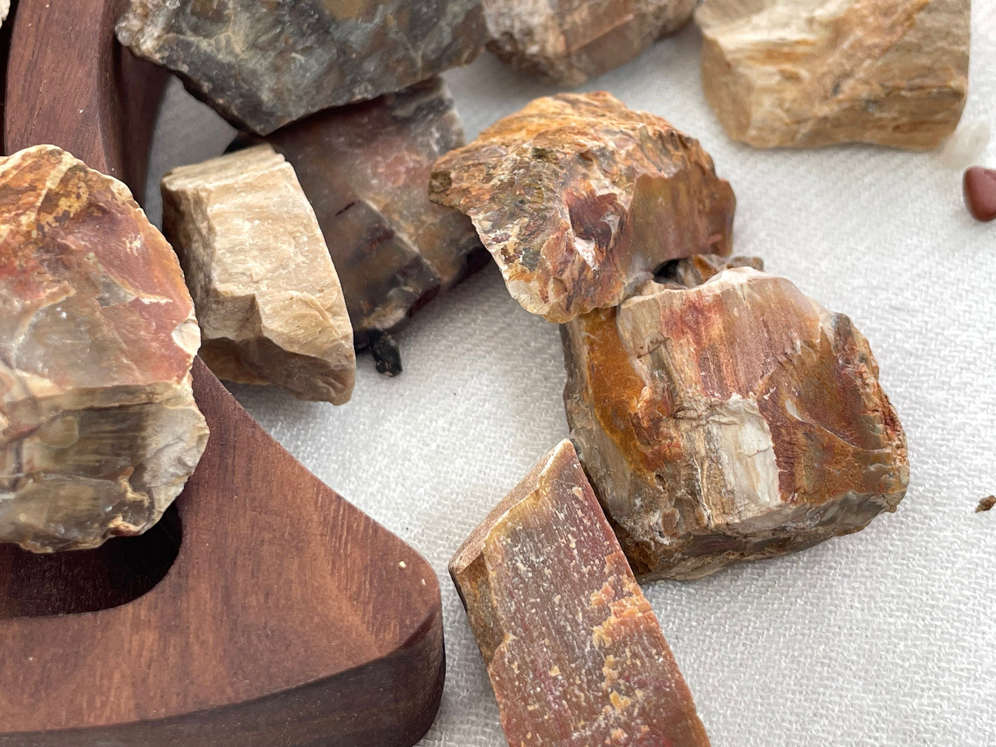 Natural Petrified  Wood | Fossilized Wood | Root and Sacral Chakra Stone
