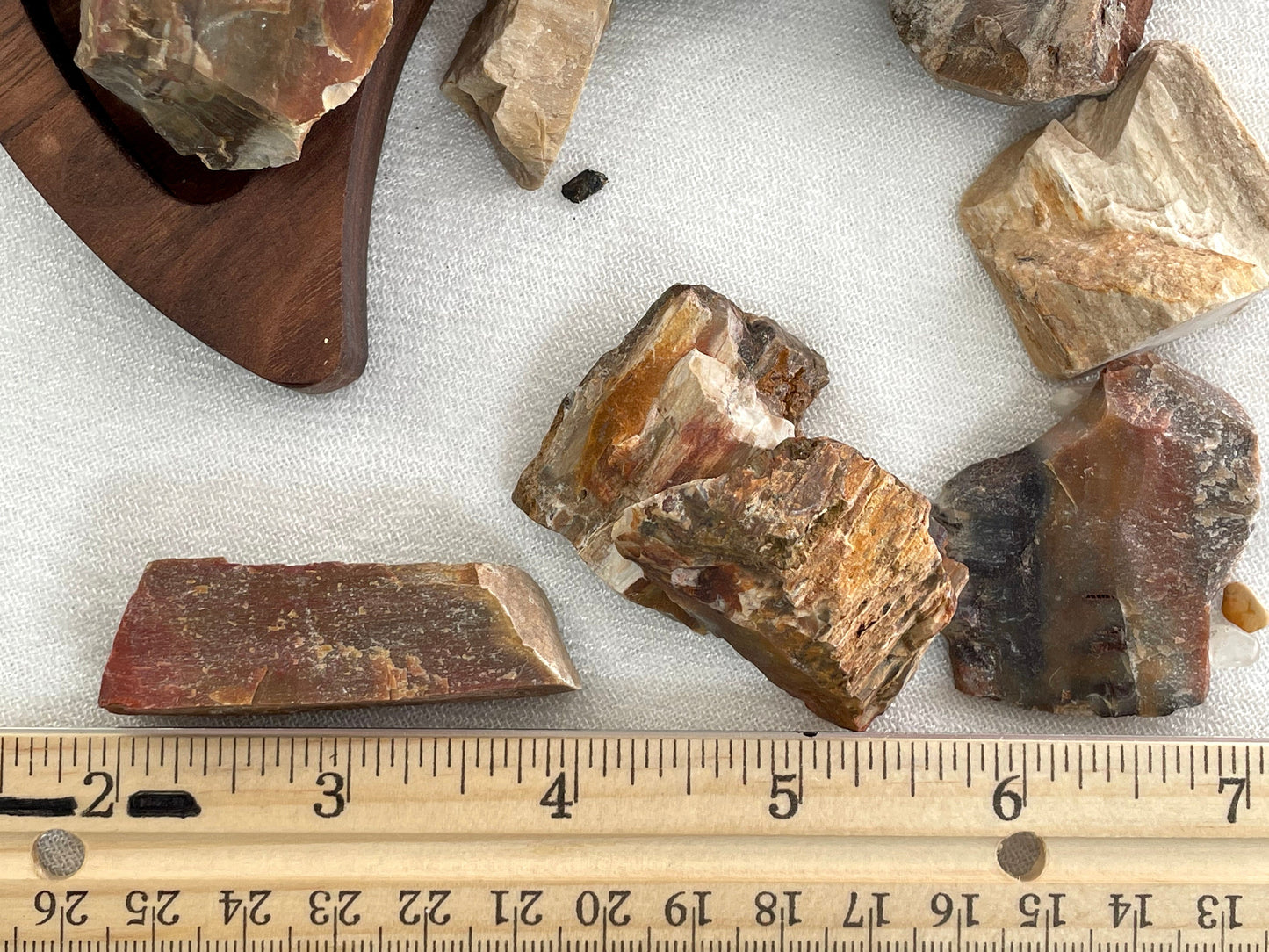 Natural Petrified  Wood | Fossilized Wood | Root and Sacral Chakra Stone